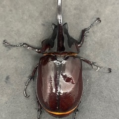 ケンタウルスオオカブト　ペアの画像