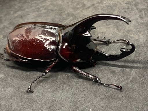 ケンタウルスオオカブト　ペア