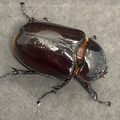 ケンタウルスオオカブト　ペアの画像