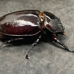 ケンタウルスオオカブト　ペアの画像