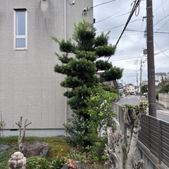 マキの木の画像