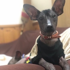 ペルー ビアン ヘアレスドック