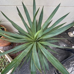 ユッカ　グロリオサ　観葉植物　ドライガーデン　うえき植木の画像