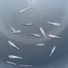 SUKメダカ🐟　★ミックス10匹コミコミセットの画像
