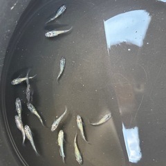 SUKメダカ🐟　★ミックス10匹コミコミセットの画像