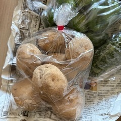 野菜5種類セットの画像