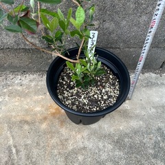 フェイジョア　アポロ　果樹苗　観葉植物　2年生　実生苗の画像