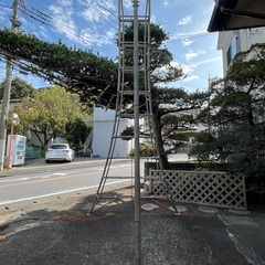 植木用ハシゴの画像