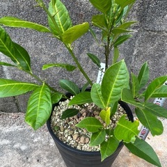 タヒチライム　果樹苗　家庭菜園　ガーデニングの画像
