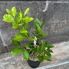タヒチライム　果樹苗　家庭菜園　ガーデニングの画像