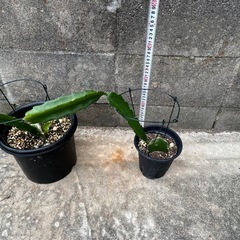 ドラゴンフルーツ　苗　無農薬　レッドピタヤ　果物　果樹苗の画像