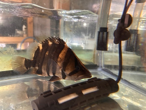 最終値下げ！！ワイルド　ダトニオ　約25センチ