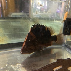 最終値下げ！！ワイルド　ダトニオ　約25センチの画像