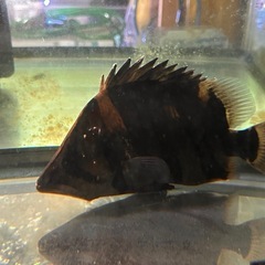 最終値下げ！！ワイルド　ダトニオ　約25センチの画像