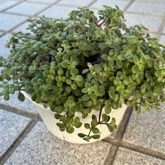 10/20まで🌱ブロウメアナ🌱カット苗の画像