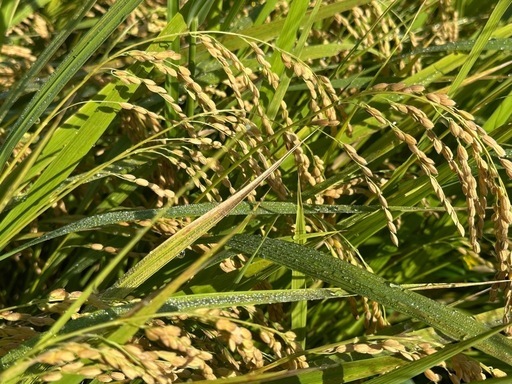 新米　にじのきらめき　玄米　NO4