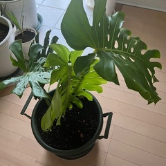 大型のモンステラ　の画像