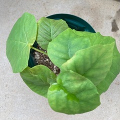🌱ウンベラータさんの画像