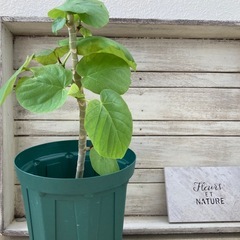🌱ウンベラータさんの画像