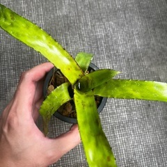 エクメア オーランディアナの画像