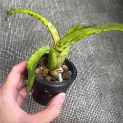 エクメア オーランディアナの画像