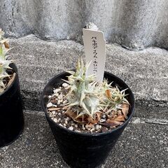 パキポディウム ホロンベンセ 2.5号の画像