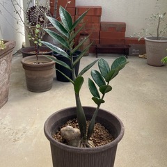 🌱ザミオクルカス　金銭樹の画像