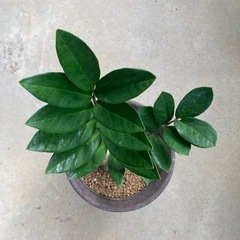 🌱ザミオクルカス　金銭樹の画像