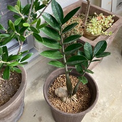 🌱ザミオクルカス　金銭樹の画像