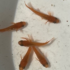 ✨紅帝楊貴妃メダカ　10匹✨の画像