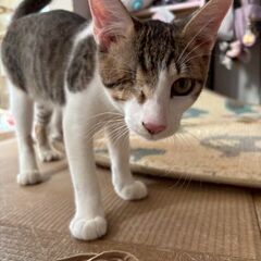 【11月9(日曜日)　🌟久留米市野中町ログハウス🌟譲渡会🌟】生後...