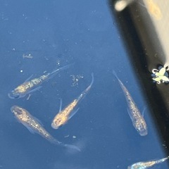 ユリシスパラディーゾメダカ7匹の画像