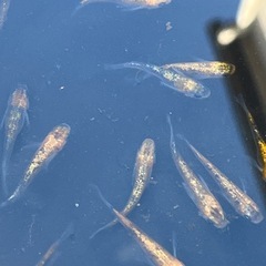 ユリシスパラディーゾメダカ7匹の画像