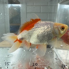 更紗和金 金魚 和金 2匹セット 弥富産の画像