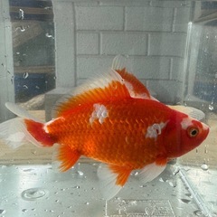 更紗和金 金魚 和金 2匹セット 弥富産の画像