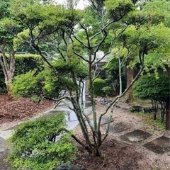 ドウダンツツジ🌳の画像