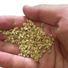 【飼料用】小米　くず米　10kg　　の画像