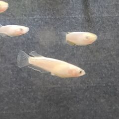 ★近松めだか（KAGLAメダカ）の画像