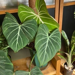 フィロデンドロン グロリオーサ厶の画像