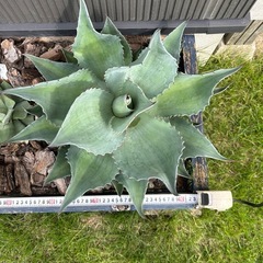 アガベ オバティフォリア 大株 ドライガーデン 観葉植物 地植え 定番