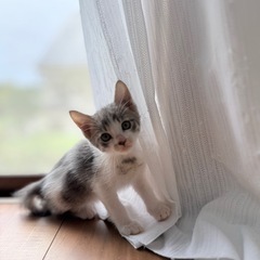 里親募集　元気いっぱい！探検大好き、グレー白のおてんばな女の子です