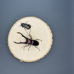 大特価　メタリフェルホソアカクワガタのペア販売の画像