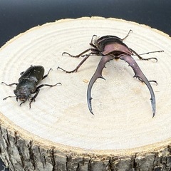 大特価　メタリフェルホソアカクワガタのペア販売の画像