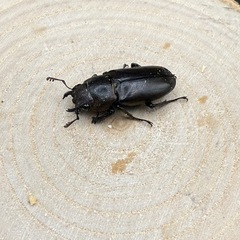 大特価　メタリフェルホソアカクワガタのペア販売の画像