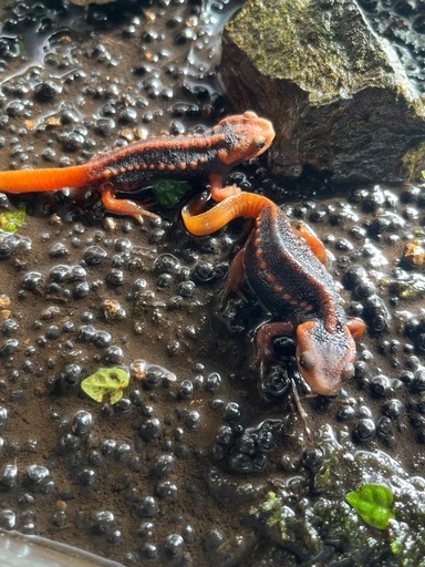 ミナミイボイモリ　２匹セット