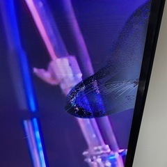 TCL 75型4Kチューナー内蔵LED液晶テレビジャンクの画像