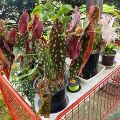 観葉植物色々　
100円〜1,000円の画像
