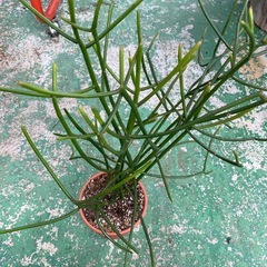 観葉植物色々　
100円〜1,000円の画像