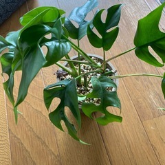 観葉植物色々　
100円〜1,000円の画像