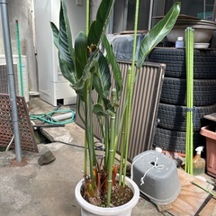観葉植物の画像